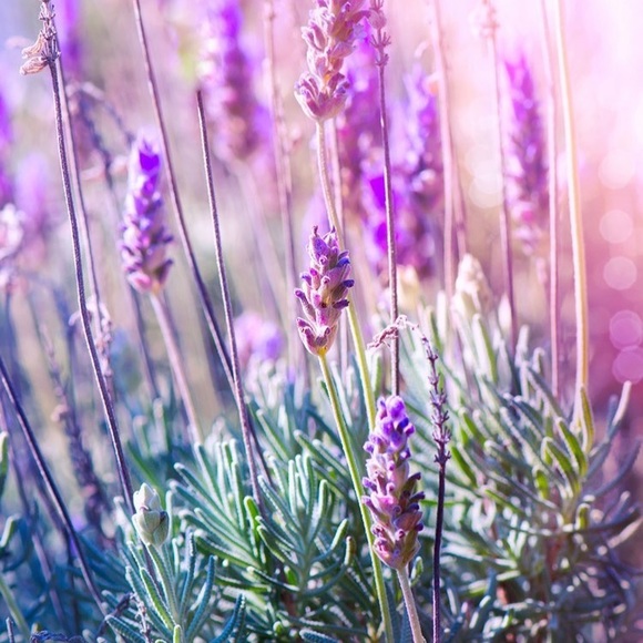 Meet your Posher - Picture 1 of 1